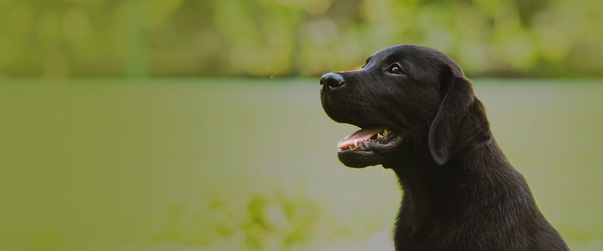 cute black colour labrador sitting green lawn