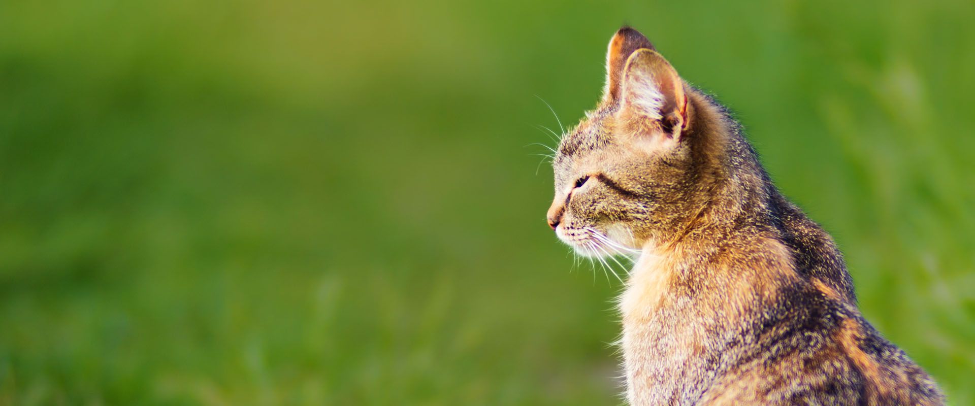 striped cat sits looks into distance