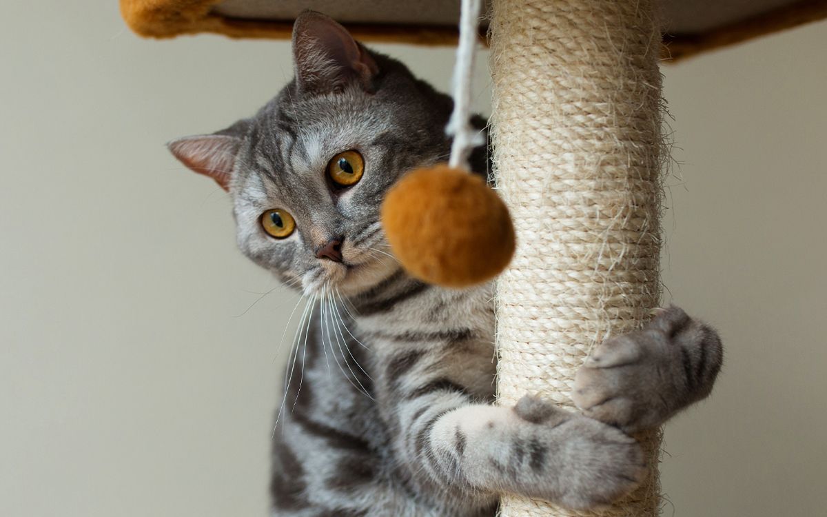 gray scottish cat playing