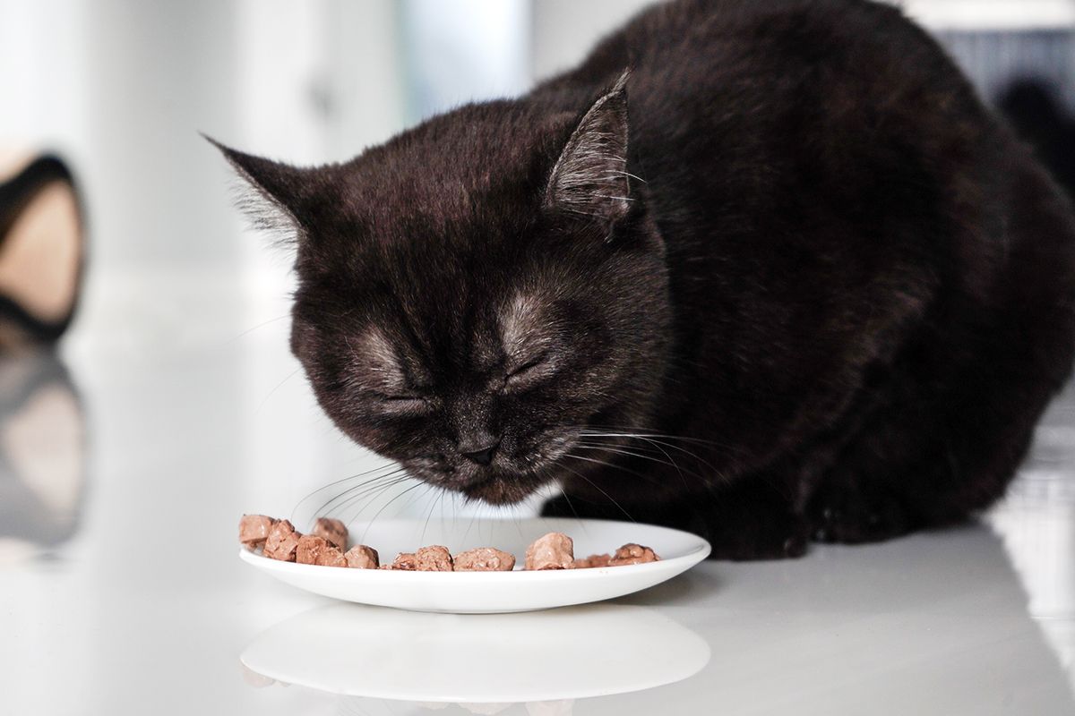 black cat eating