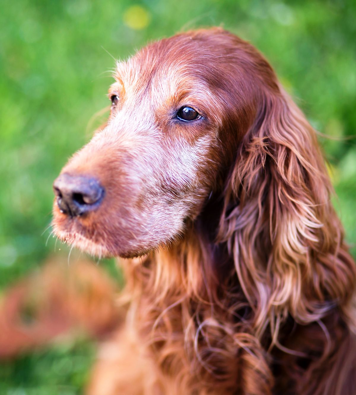 old furry dog closeup