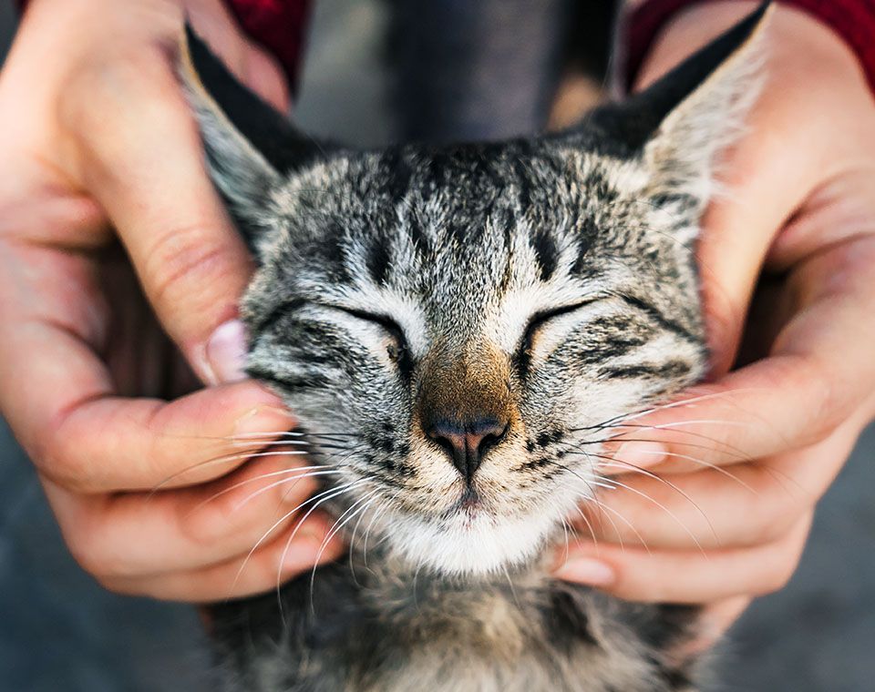 woman playing with cat